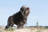 PETIT CHIEN LION 031